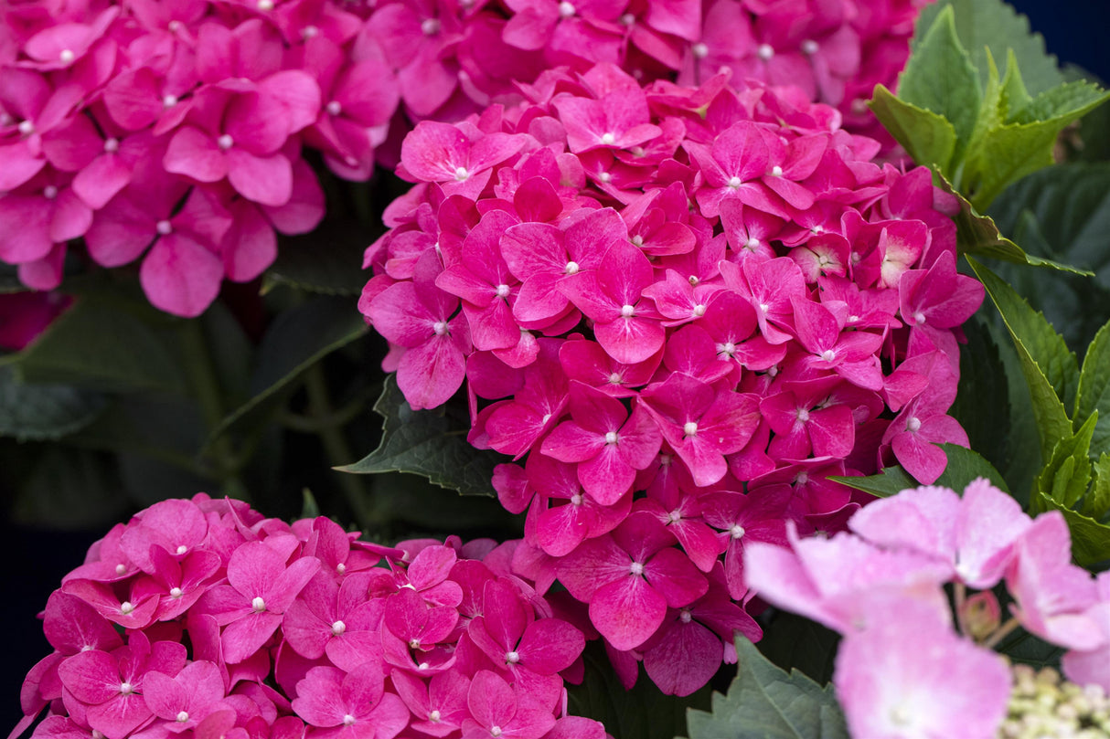 Hydrangea macrophylla 'Masja' , erhältlich von 40-60 bis 80-100 cm;;ab 58,00 Euro