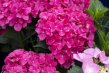 Hydrangea macrophylla 'Masja'; blütenpracht; verfügbar in 3 Größen und Varianten;;ab 76,50 Euro