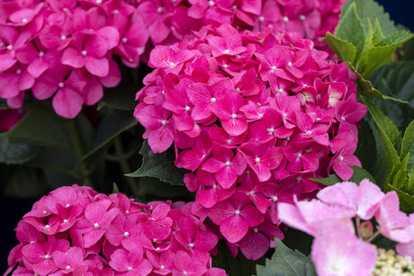 Hydrangea macrophylla 'Masja' , erhältlich von 40-60 bis 80-100 cm;;ab 58,00 Euro