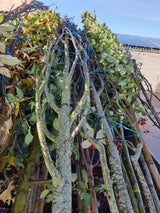 Synonym (alte Bezeichnung): Sorbus aucuparia 'Moravica'; vorbereitet für Versand; bienenfreundlich; Einsatzmöglichkeit z.B. : Ziergehölz; erhältlich mit Stammumfang von ab 5 bis 20-25 cm;;günstig mit Qualität