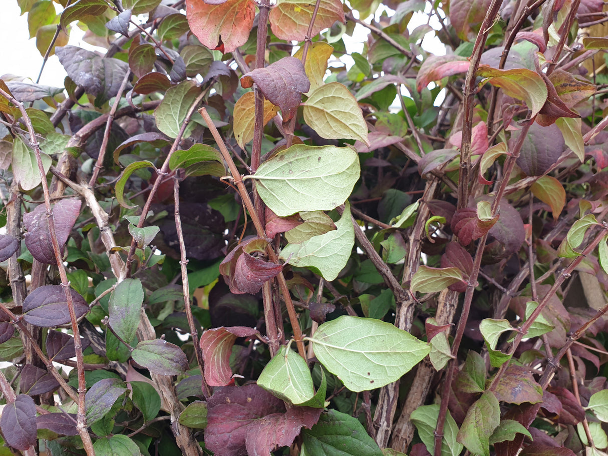 Perlmuttstrauch; hier mit Herbstlaub; pflegeleicht; Einsatzmöglichkeit z.B. : Solitärpflanze; erhältlich von 40-60 bis 200-250 cm;;hier kaufen