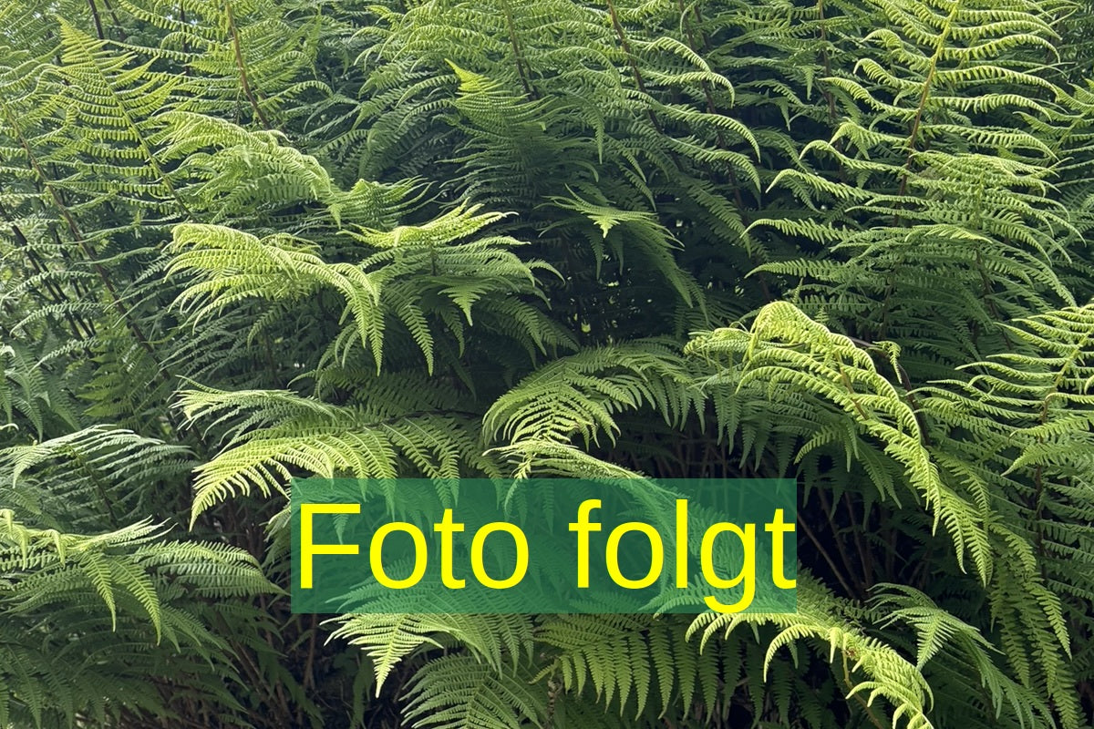 Bild wird ergänzt für Athyrium filix-femina 'Frizelliae' (Wendeltreppen-Frauenfarn)