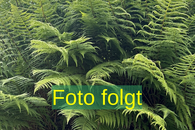 Bild wird ergänzt für Athyrium filix-femina 'Frizelliae' (Wendeltreppen-Frauenfarn)