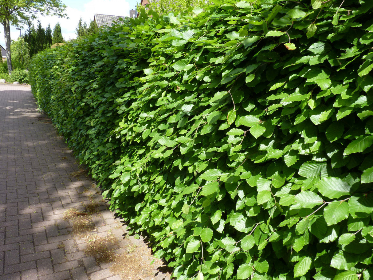 Fagus sylvatica als Heckevielseitig;;Pflanzen vom Profi