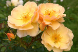 Rosa 'Amber Sun' BDR; hier mit Blüte; lange Blütezeit; Einsatzmöglichkeit z.B. : Einzelstellung;;ab 11,10 Euro