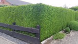 Lebensbaum Emerald als Hecke, erhältlich als: Solitäranspruchslos ...;;günstig mit Qualität