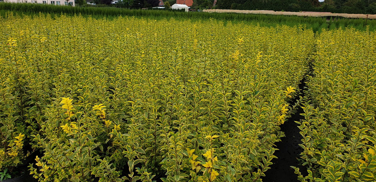 Ligustrum ovalifolium 'Aureum' als Pflanze im Beet; Einsatz: Grundstücksabgrenzung;;Pflanzen vom Profi