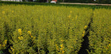 Ligustrum ovalifolium 'Aureum' als Pflanze im Beet; Einsatz: Grundstücksabgrenzung;;Pflanzen vom Profi