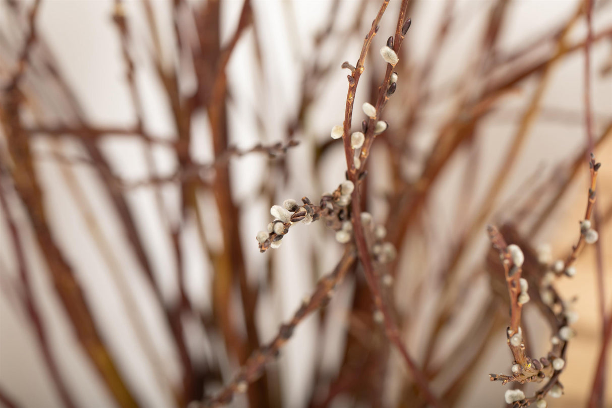 Salix sachalinensis 'Sekka' unbelaubt, erhältlich von 60-100 bis 80-100 cm; Einsatz: ;;ab 16,90 Euro