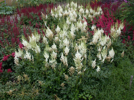 Astilbe x arendsii 'Brautschleier' mit Blüte; Einsatz: ;;ab 4,70 Euro