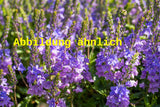 Genaues Foto für Veronica teucrium folgt; dieses ähnliche Bild dient der Illustration von Großer Ehrenpreis