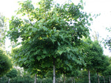 Tilia cordata HkG 82302; reichblühend; verfügbar in 8 Größen und Varianten;;ab 1,54 Euro