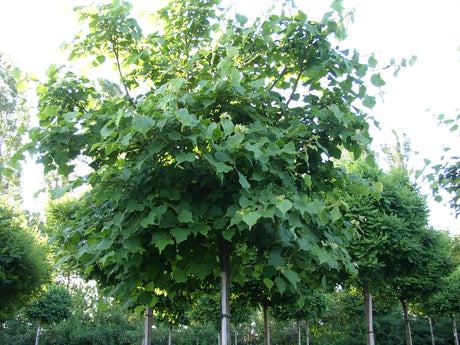 Tilia cordata HkG 82304 , erhältlich von 30-50 bis 80-120 cm;;ab 1,17 Euro