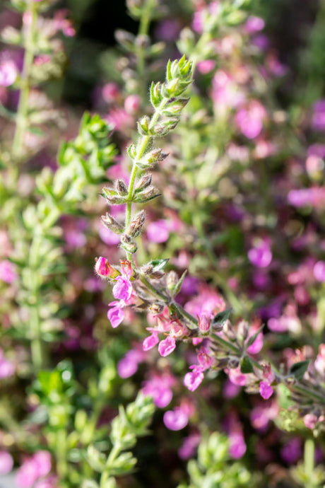 Teucrium x lucidrys, veg.; hier mit Blüte; pflegeleicht; Einsatzmöglichkeit z.B. : Steingärten;;günstig mit Qualität