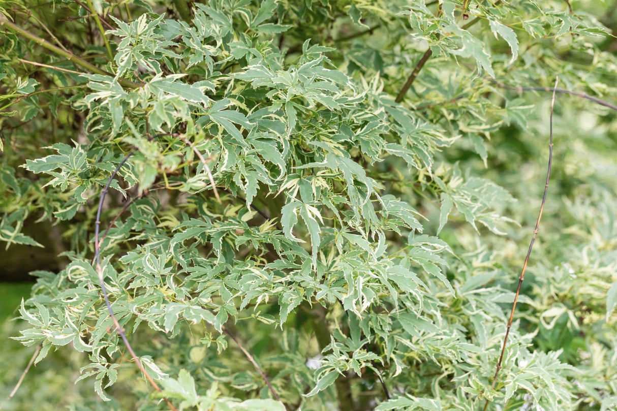 Acer palmatum 'Butterfly' mit Sommerbelaubung, erhältlich von 40-60 bis 80-100 cm ;;ab 23,90 Euro