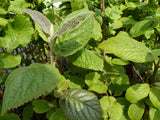 Viburnum lantana , erhältlich von 40-60 bis 200-250 cm;;ab 1,50 Euro