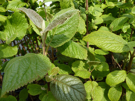 Viburnum lantana , erhältlich von 40-60 bis 200-250 cm;;ab 1,50 Euro