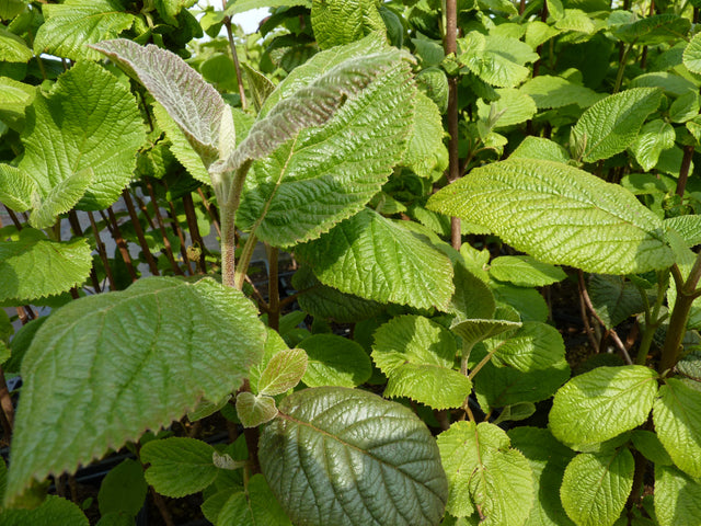 Viburnum lantana , erhältlich von 40-60 bis 200-250 cm;;ab 1,50 Euro