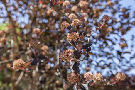 Physocarpus opulifolius , erhältlich von 60-100 bis 150-200 cm;;ab 13,00 Euro