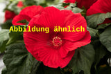Genaues Foto für Hibiscus moscheutos 'Fireball' folgt; dieses ähnliche Bild dient der Illustration von Garten-Roseneibisch