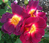 Rosa 'Weg der Sinne' BDR; hier mit Blüte; duftend; Einsatzmöglichkeit z.B. : Ziergehölz; verfügbar in 3 Größen und Varianten;;ab 13,10 Euro