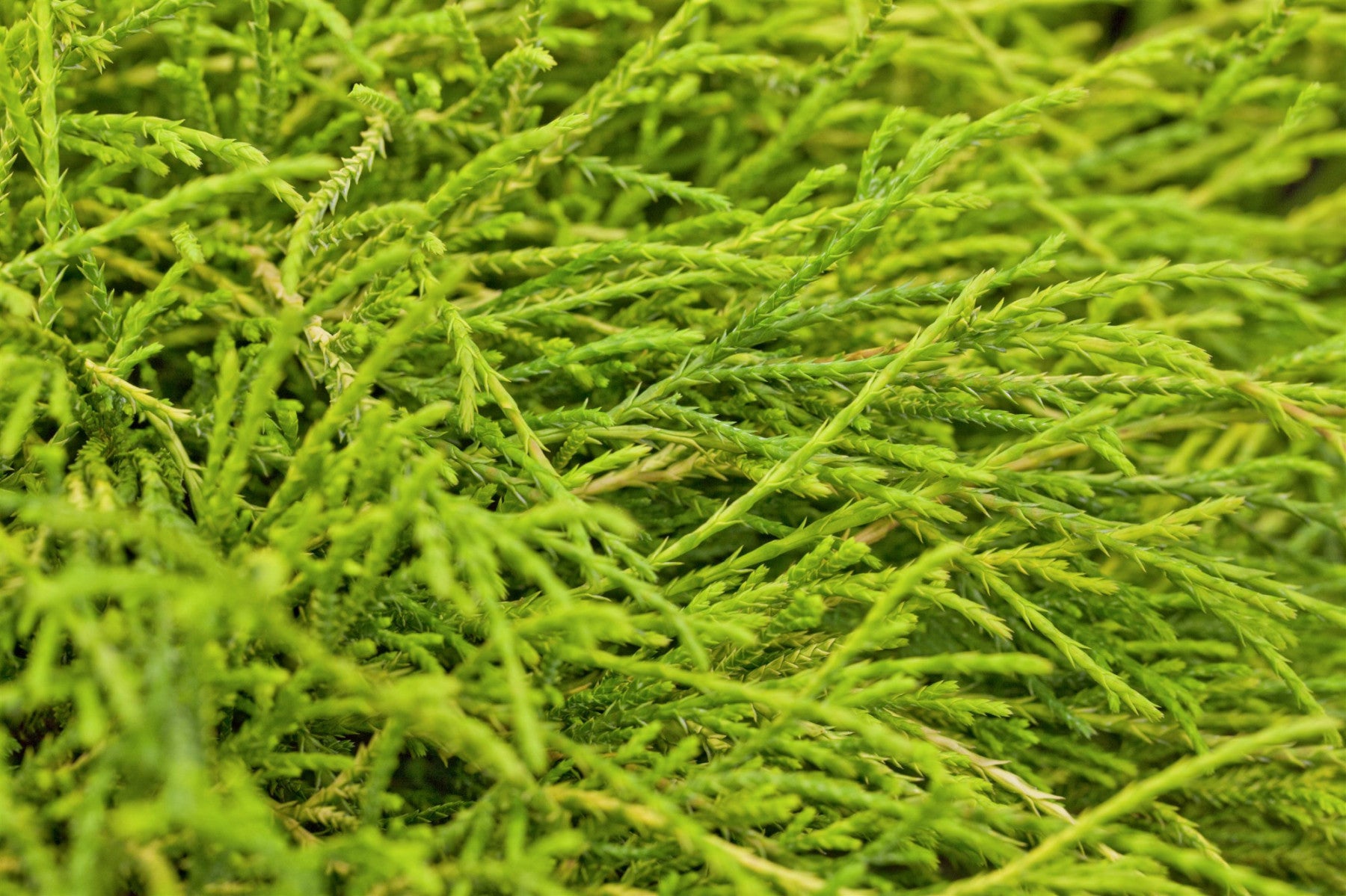 Chamaecyparis pis. 'Sungold' (Gelbe Fadenzypresse 'Sungold')