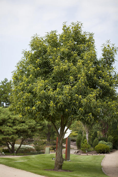 Castanea sativa HkG 80802 , erhältlich von 30-50 bis 80-120 cm;;ab 1,95 Euro