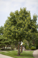 Castanea sativa VkG 2, 3, 4, 5, 6 , erhältlich von 50-80 bis 450-650 cm;;ab 2,60 Euro