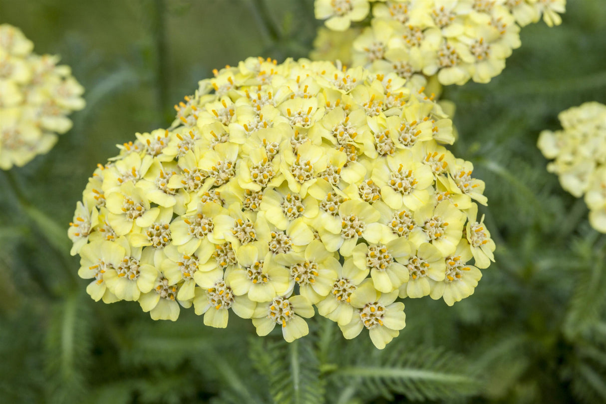 Achillea filipendulina 'Hella Glashoff' mit Blüte; Einsatz: ;;ab 4,80 Euro