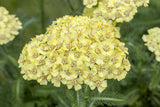 Achillea filipendulina 'Hella Glashoff'; hier mit Blüte; schnittverträglich; Einsatzmöglichkeit z.B. : Staudenbeet;;ab 0,00 Euro