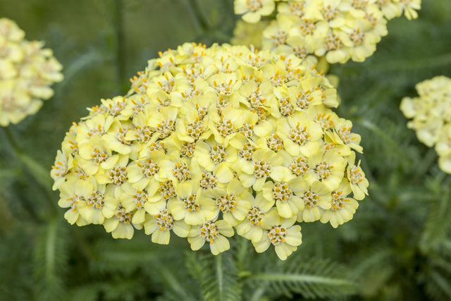 Achillea filipendulina 'Hella Glashoff' mit Blüte; Einsatz: ;;ab 4,80 Euro