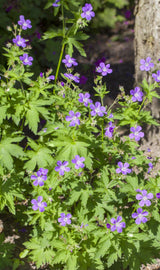Geranium sylvaticum; schneckensicher (schneckenresistent);;ab 0,00 Euro