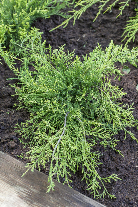 Juniperus media 'Old Gold' , erhältlich von 20-25 bis 100-125 cm;;ab 14,30 Euro