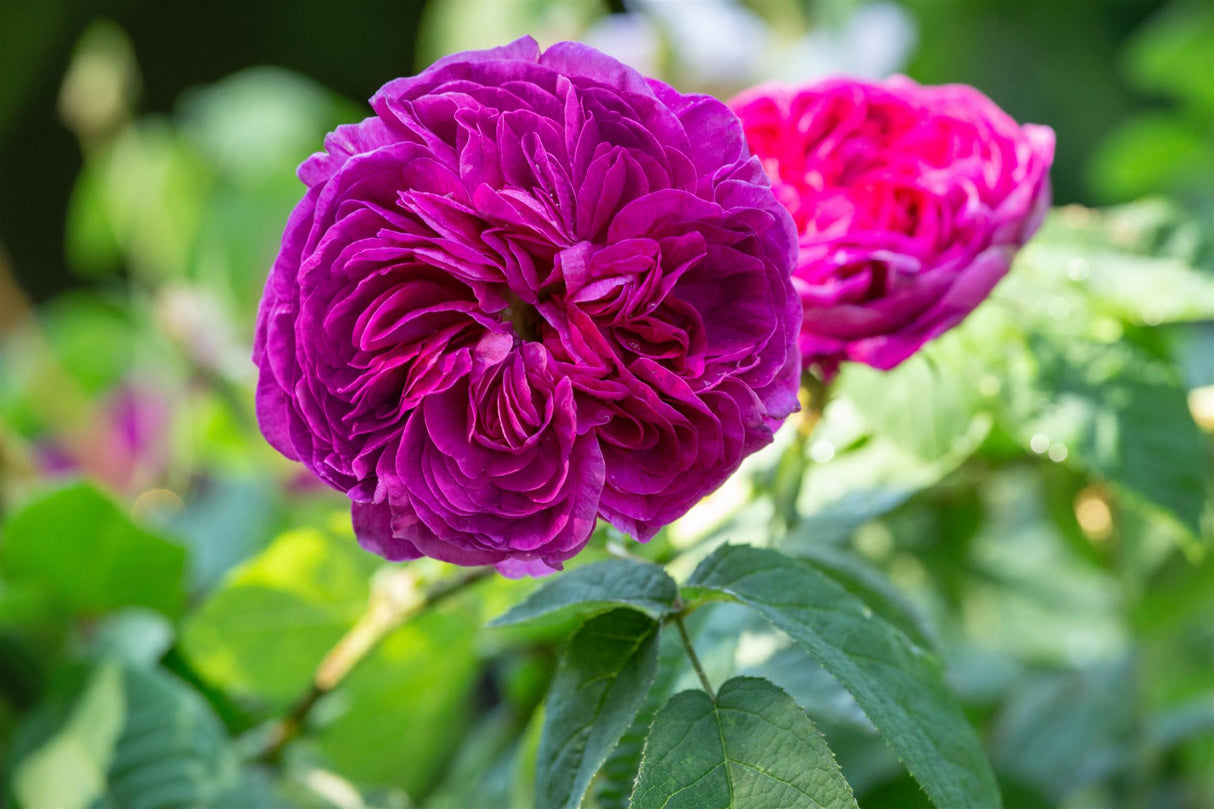 Rosa 'Charles de Mills' STR mit Blüte; Einsatz: ;;ab 10,90 Euro