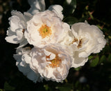 Rosa 'Hella' KL; hier mit Blüte; winterhart; Einsatzmöglichkeit z.B. : Fassade; verfügbar in 2 Größen und Varianten;;ab 16,25 Euro