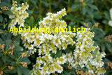 Genaues Foto für Pieris japonica 'White Cascade' folgt; dieses ähnliche Bild dient der Illustration von Schattenglöckchen 'White Cascade'