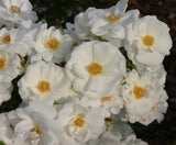 Rosa 'Innocencia' BT; hier mit Blüte; winterhart; Einsatzmöglichkeit z.B. : Beete; verfügbar in 4 Größen und Varianten;;ab 11,10 Euro