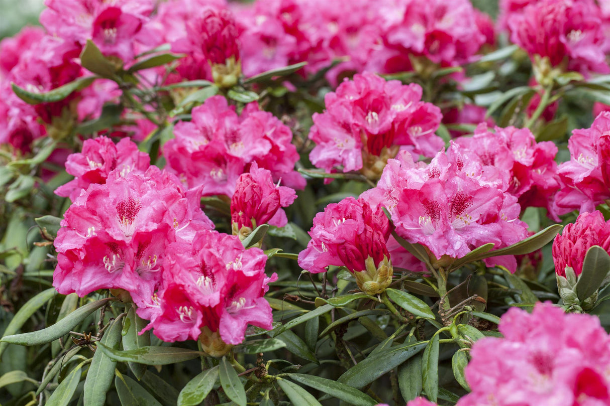 Rhododendron yak. 'Sneezy' mit Blüte, erhältlich von 20-25 bis 40-50 cm; Einsatz: ;;ab 29,60 Euro