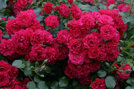 Rosa 'Gärtnerfreude' BDR mit Blüte; Einsatz: ;;ab 8,10 Euro