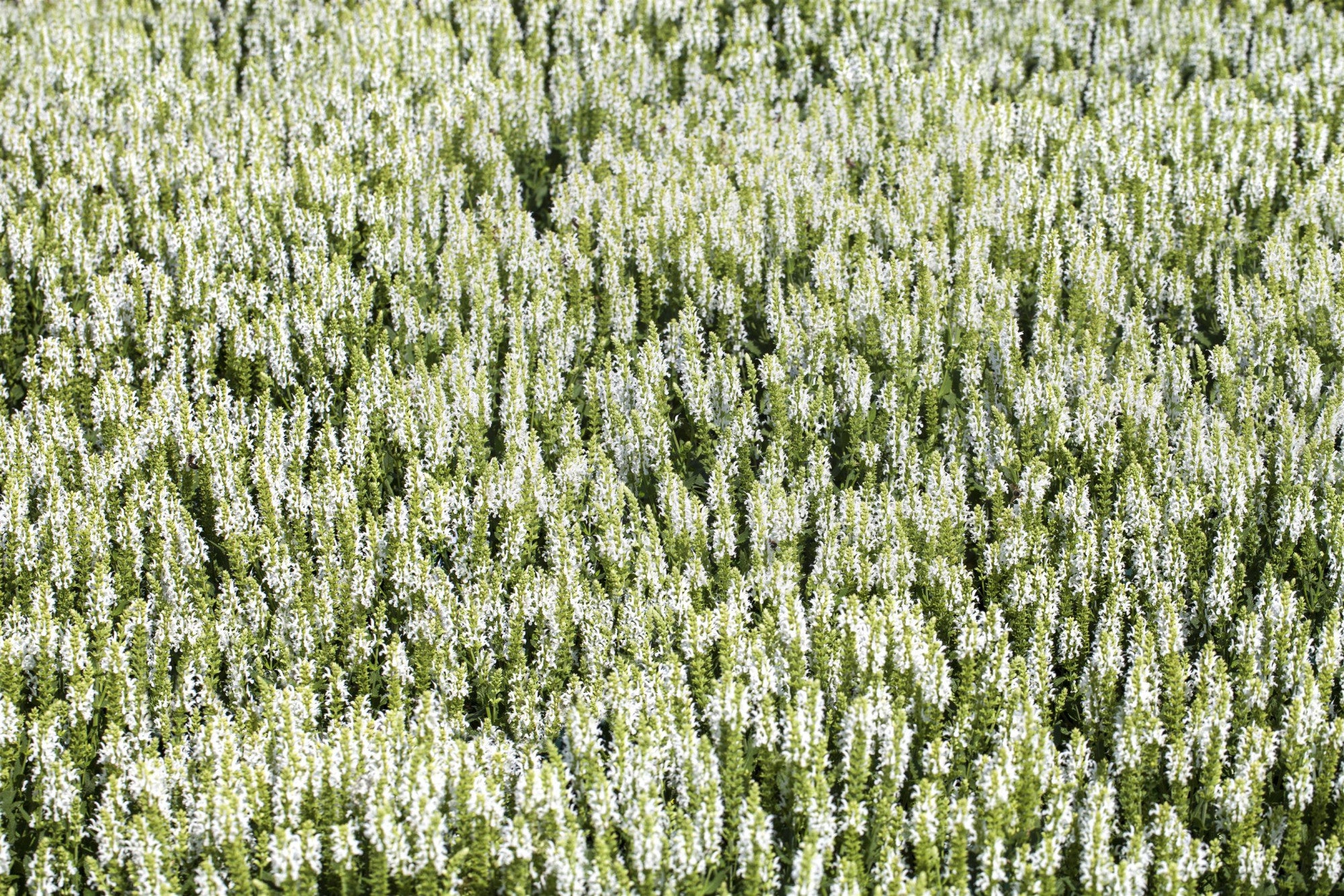 Salvia pratensis 'Swan Lake' (Wiesen-Salbei)