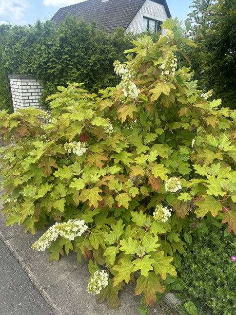 Hydrangea quercifolia als Pflanze im Beet, erhältlich von 40-60 bis 60-80 cm; Einsatz: ;;ab 40,40 Euro