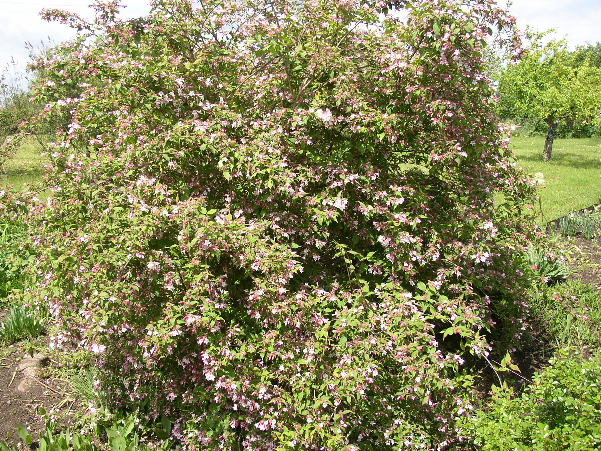 Weigela florida (Rosa Weigelie)