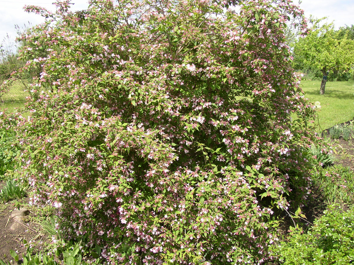 Weigela florida mit Blüte, erhältlich von 40-60 bis 150-200 cm; Einsatz: ;;ab 6,30 Euro