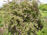 Weigela florida mit Blüte, erhältlich von 40-60 bis 150-200 cm; Einsatz: ;;ab 6,30 Euro