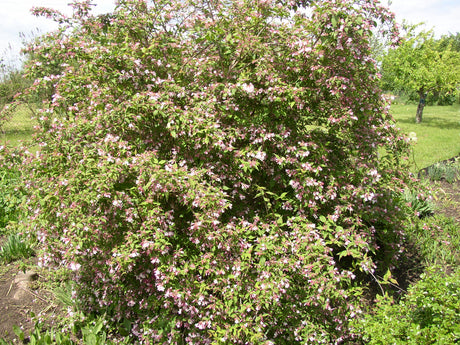 Weigela florida mit Blüte, erhältlich von 40-60 bis 150-200 cm; Einsatz: ;;ab 6,30 Euro