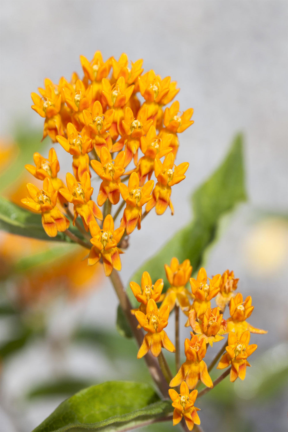 Asclepias tuberosa mit Blüte; Einsatz: ;;ab 5,30 Euro