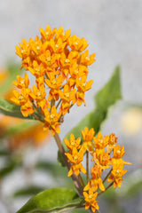 Asclepias tuberosa; hier mit Blüte; schmetterlingsmagnet; Einsatzmöglichkeit z.B. : Staudenbeet;;ab 0,00 Euro