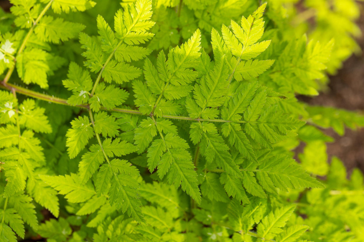 Myrrhis odorata mit Blüte; Einsatz: ;;ab 5,30 Euro