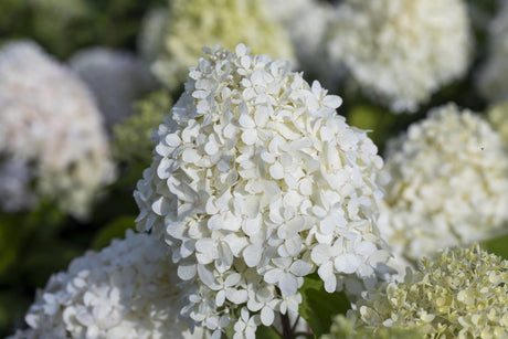 Hortensie paniculata 'Grandiflora' , erhältlich als: Solitärpflegeleicht;;günstig mit Qualität