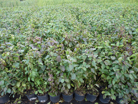 Cornus sanguinea VkG 5; als Pflanze im Beet; sehr anpassungsfähig; Einsatzmöglichkeit z.B. : anspruchslose Pflanze;;ab 3,55 Euro